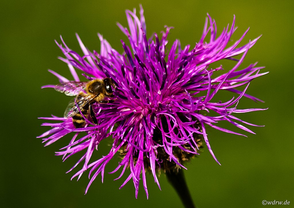 Biene beim bestäuben