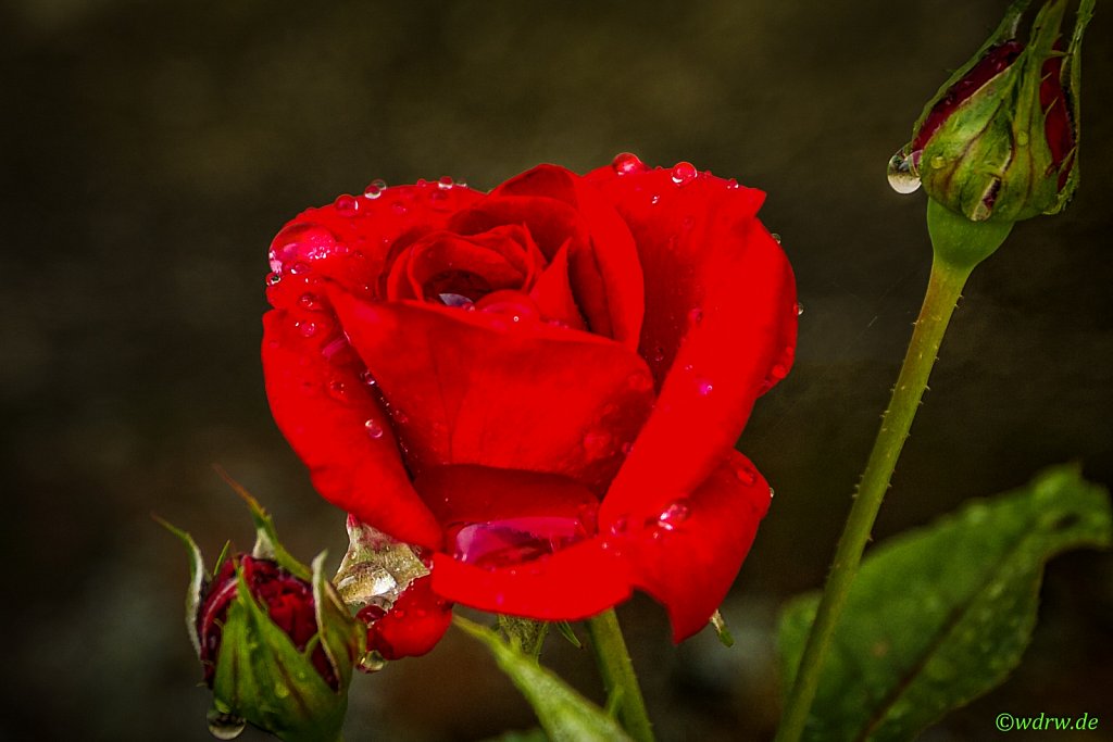 Rose im Regen