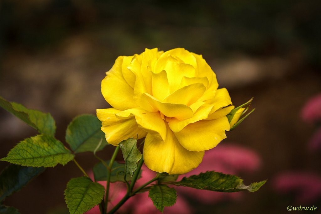 Rose im heimischen Garten