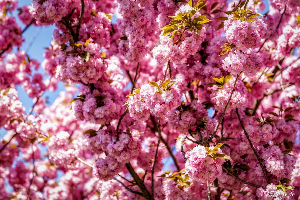 Kirschblüten Bingerstrasse